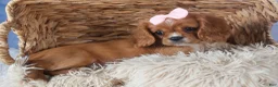 Cavalier King Charles Spaniel dogs for sale: Pippin - Ad 4
