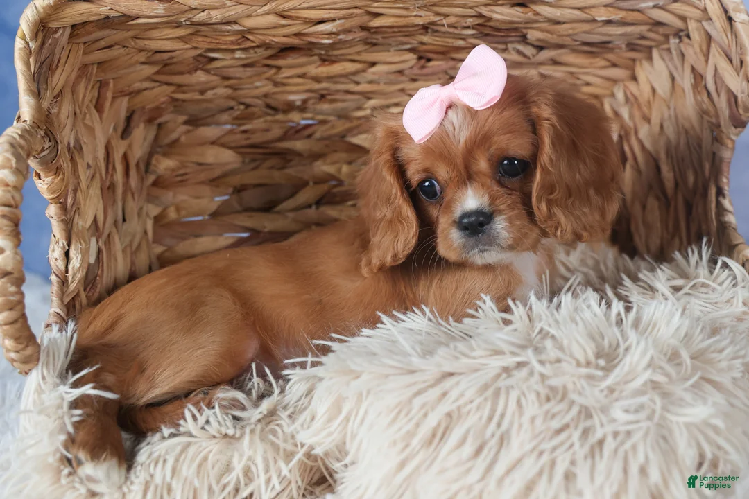 Cavalier King Charles Spaniel dogs for sale: Pippin - Ad 4