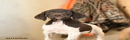 German Shorthaired Pointer dogs for sale: Halo - Ad 6