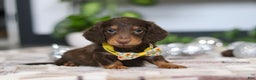 Miniature Dachshund dogs for sale: Alex - Ad 1