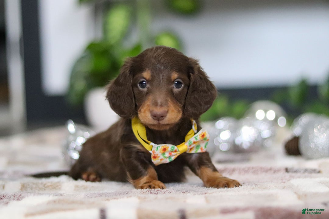 Miniature Dachshund dogs for sale: Alex - Ad 1