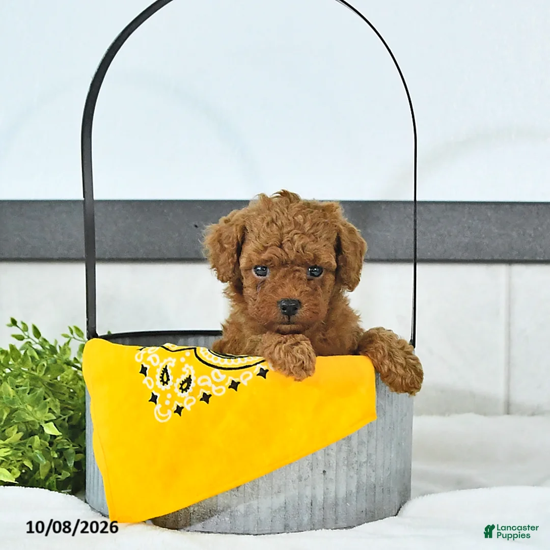 Toy Poodle dogs for sale: Cody - Ad 1