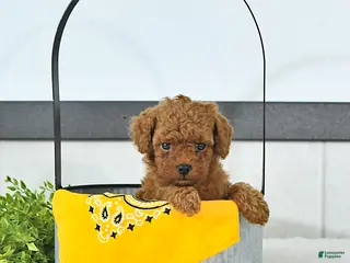 Toy Poodle dogs Cody - Ad 1