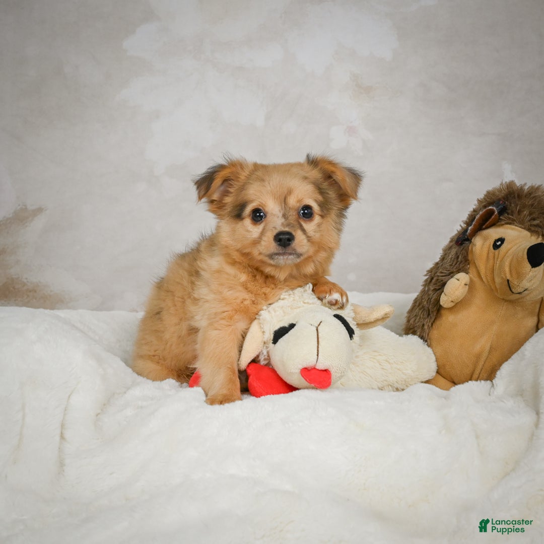 Chihuahua dogs for sale: Terry - Ad 5