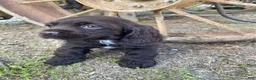 Cocker Spaniel dogs for sale: Tony - Ad 9