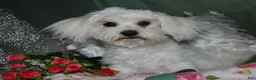 Maltese dogs for sale: Teddy - Ad 3