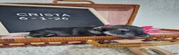 Miniature Schnauzer dogs for sale: Crista - Ad 6