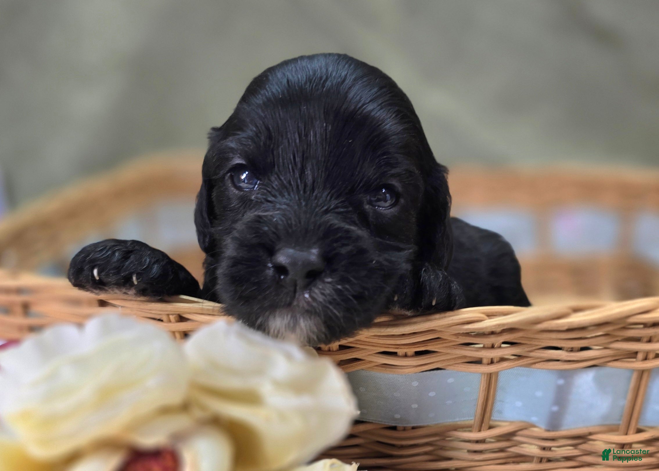 Cavapoo dogs Trigger - Ad 21