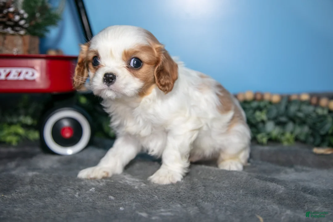 Cavalier King Charles Spaniel dogs for sale: Bruce - Ad 2