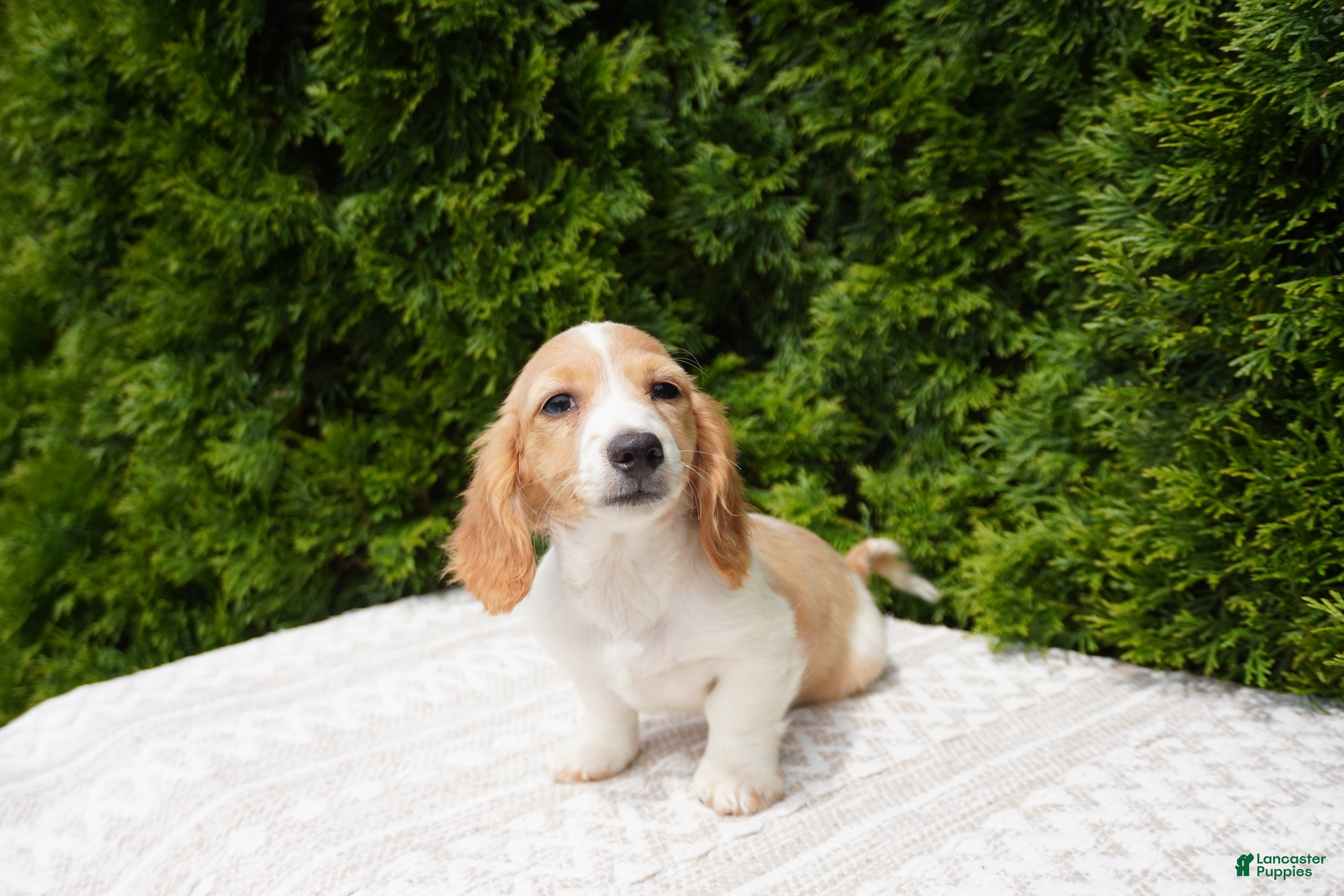 Miniature Dachshund dogs Brian - Ad 2
