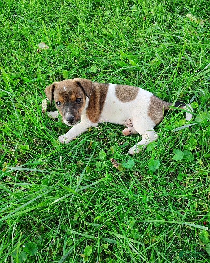 Jack Russell Terrier dogs for sale: Rusty - Ad 1