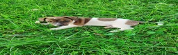 Jack Russell Terrier dogs for sale: Rusty - Ad 1
