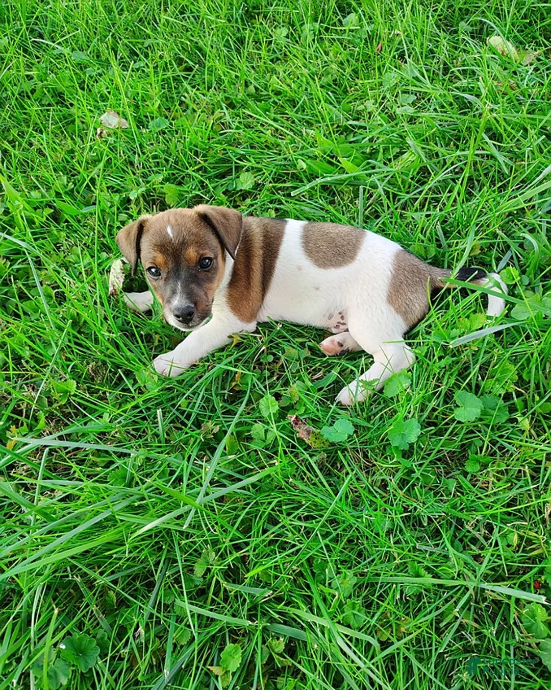 Jack Russell Terrier dogs for sale: Rusty - Ad 1