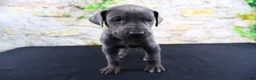 Great Dane dogs for sale: Blue - Ad 7