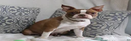 Boston Terrier dogs for sale: Carla - Ad 8
