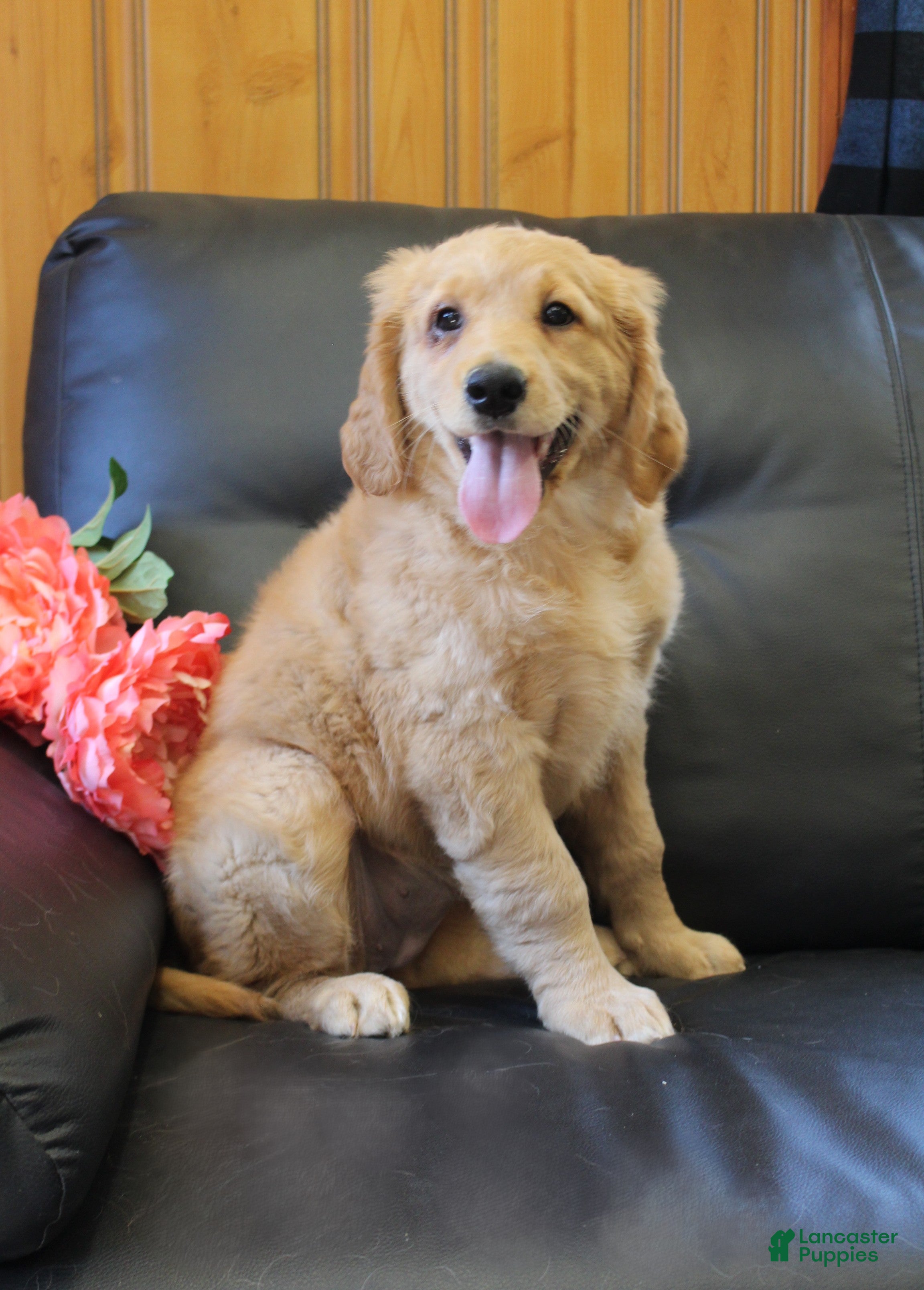 Goldendoodle dogs Bella - Ad 1