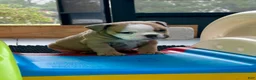 English Bulldog dogs for sale: Madam Betty Jo of Bulldogs Inc. - Ad 4