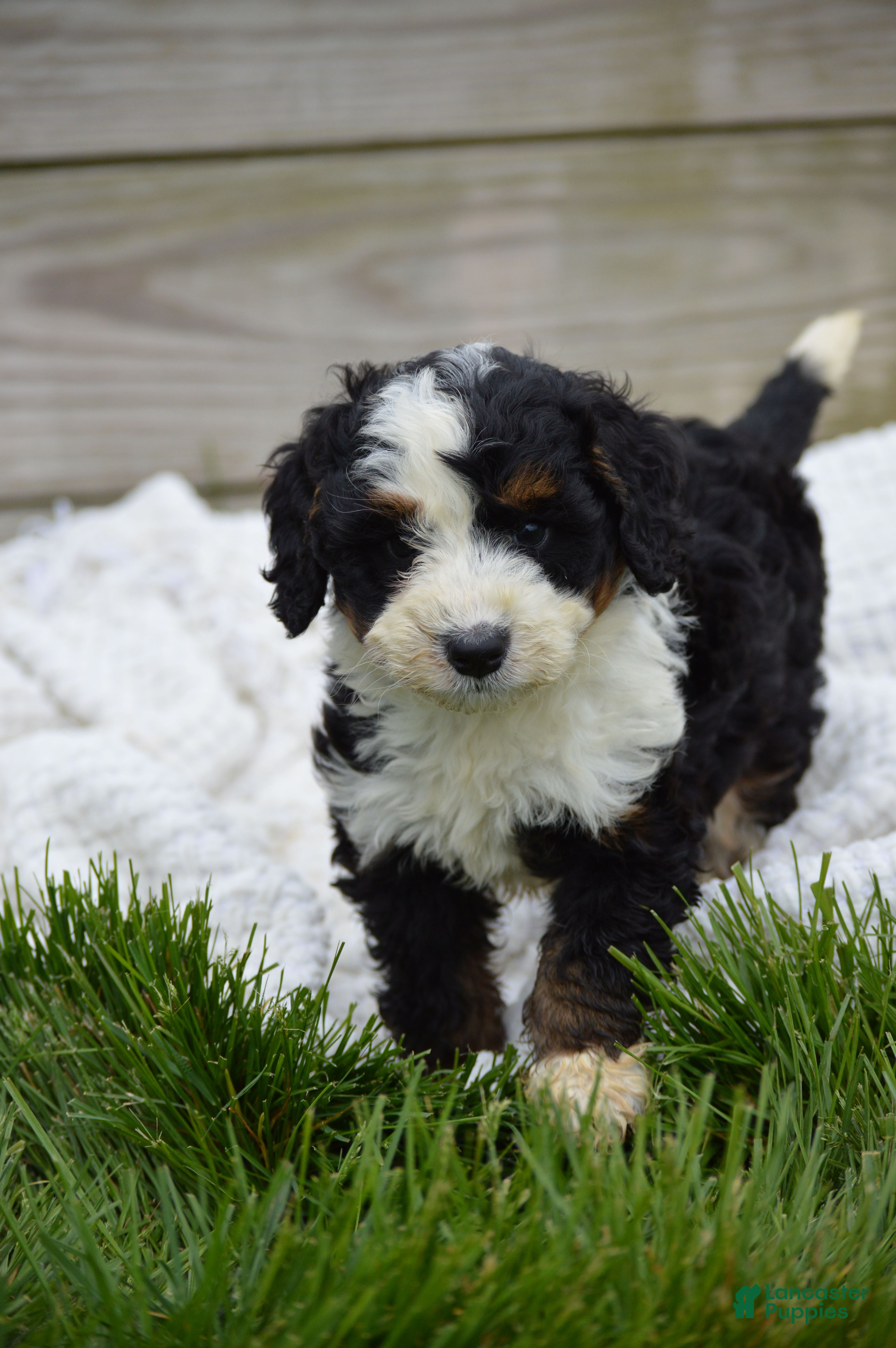 Mini Bernedoodle dogs for sale: Lance - Ad 2