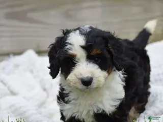 Mini Bernedoodle dogs for sale: Lance - Ad 2
