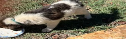Mixed Breed dogs for sale: Mixed Breed Puppy #4 - Ad 1