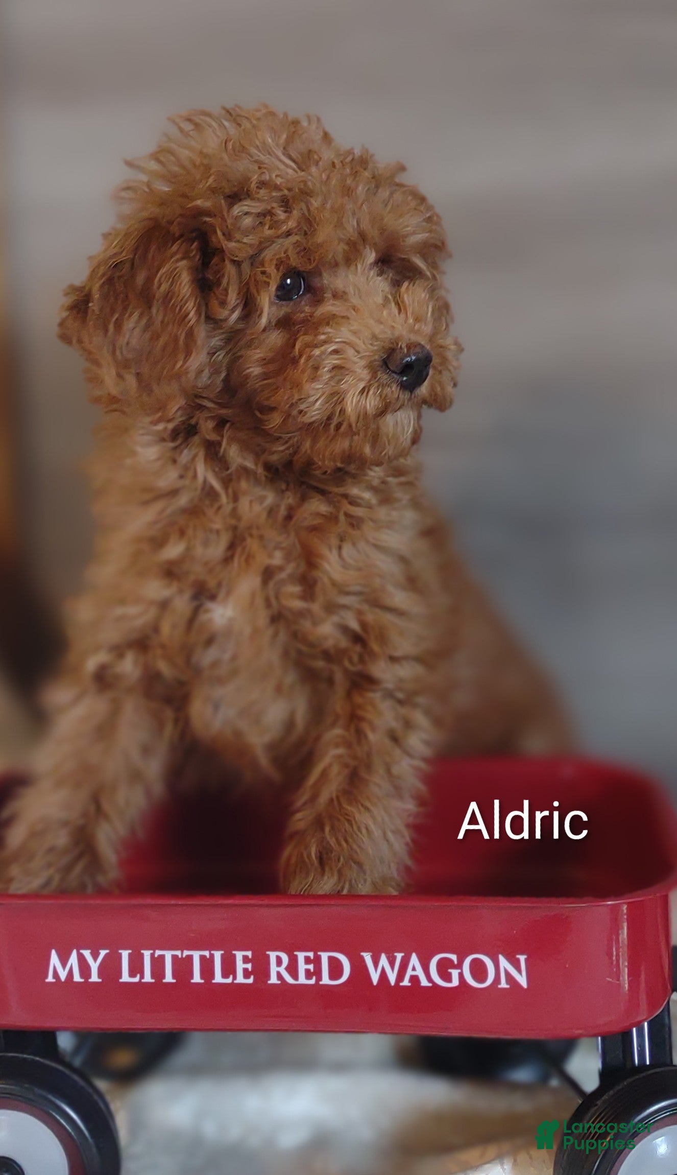Cavapoo dogs Aldric - Ad 1