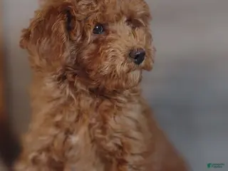 Cavapoo dogs for sale: Aldric - Ad 3