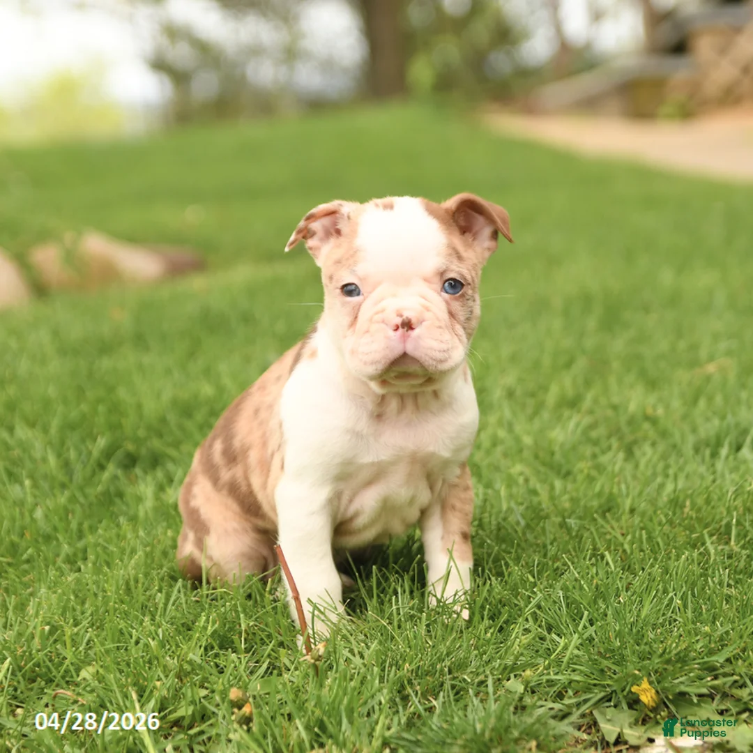 Boston Terrier dogs for sale: Reese - Ad 1