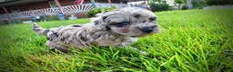 Havapoo dogs for sale: Huggles - Ad 16