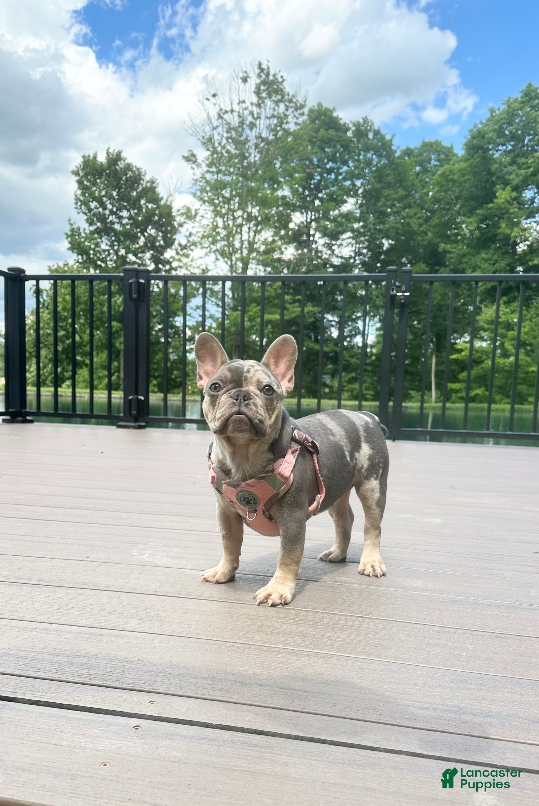 French Bulldog dogs Janie - Ad 2