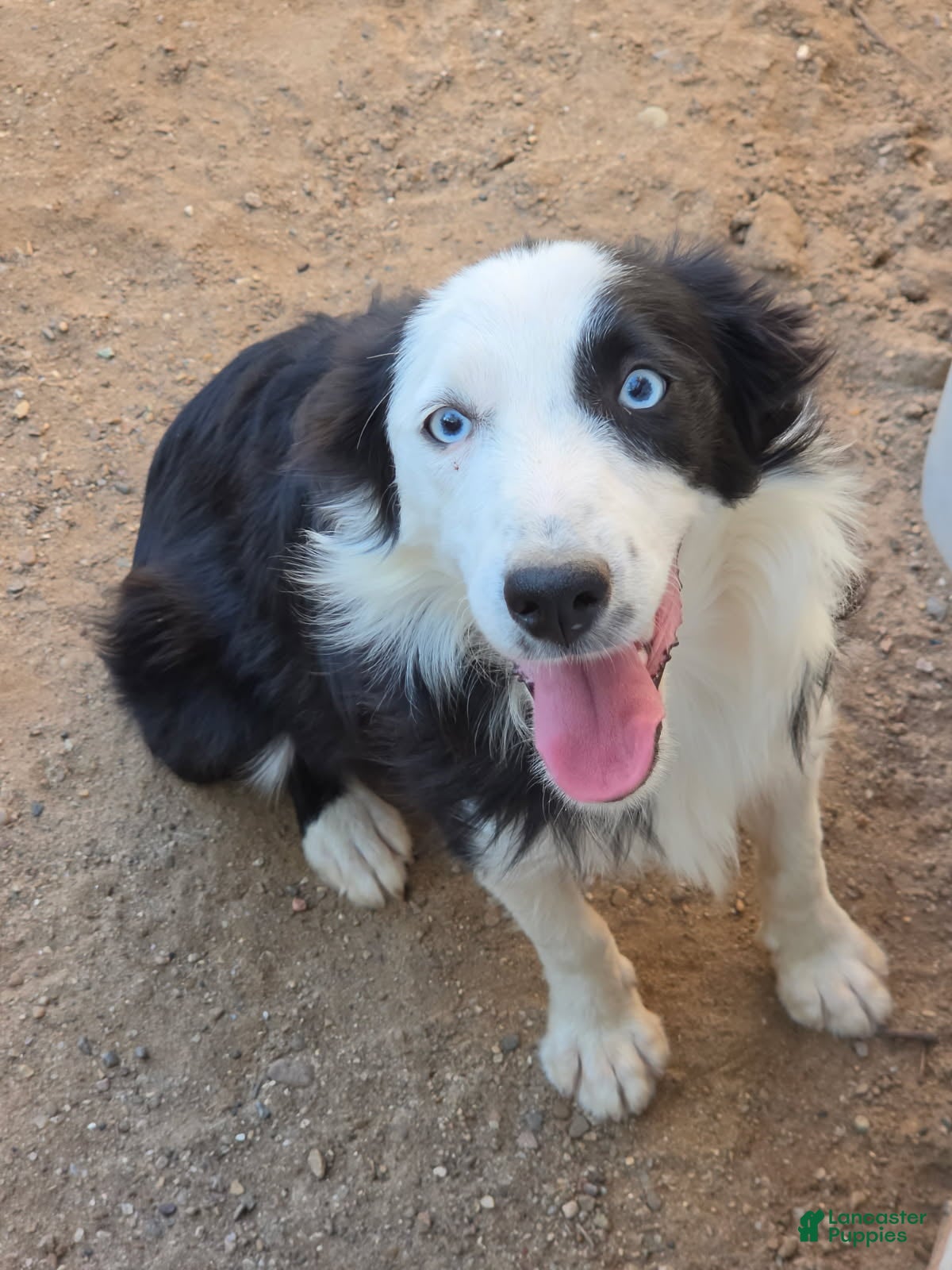 Miniature Australian Shepherd dogs Romeo - Ad 2