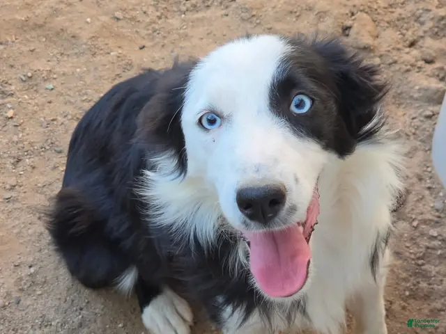 Miniature Australian Shepherd dogs for sale: Romeo - Ad 2