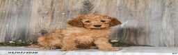 Goldendoodle dogs for sale: Ella - Ad 3