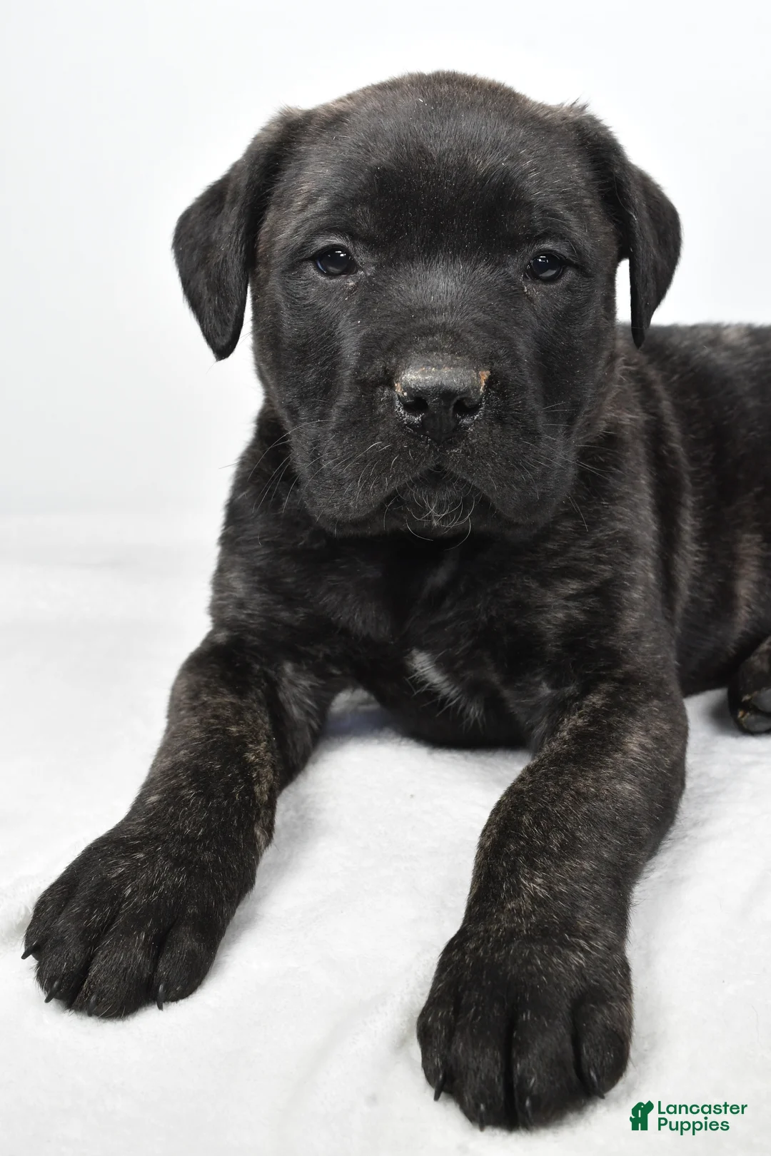 English Mastiff dogs for sale: Badger - Ad 9