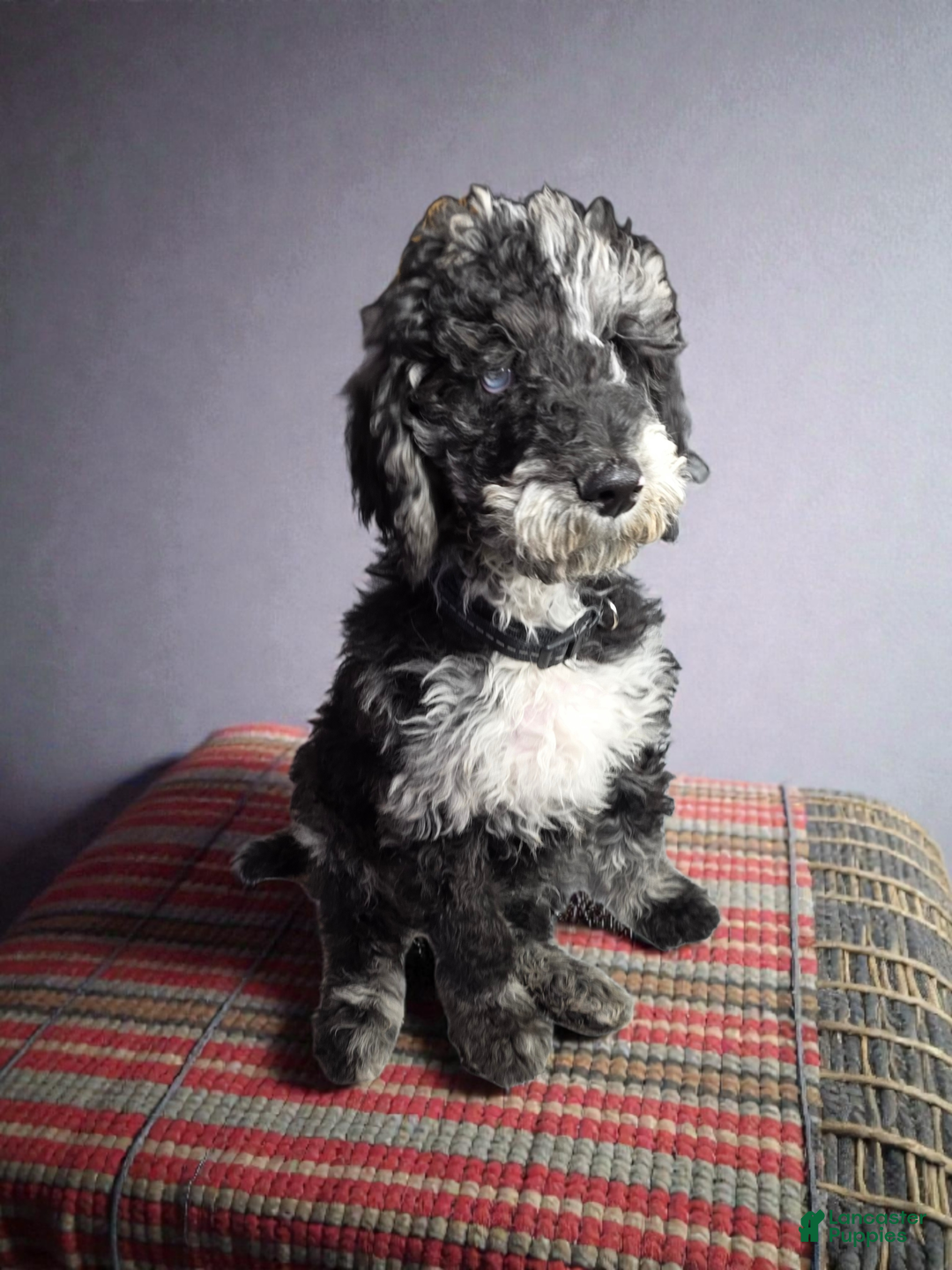 Standard Poodle dogs for sale: Ruger  - Ad 1