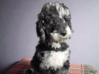 Standard Poodle dogs Ruger - Ad 17