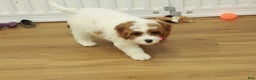 Cavapoo dogs for sale: Maggie - Ad 7