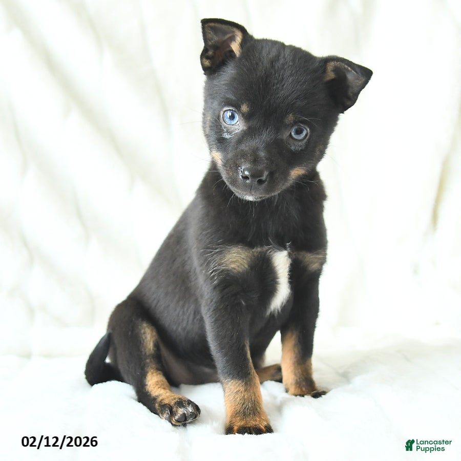 Mixed Breed dogs Kelsey - Ad 13