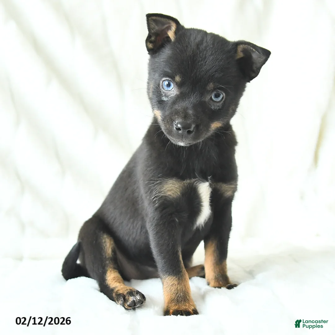 Mixed Breed dogs for sale: Kelsey - Ad 1