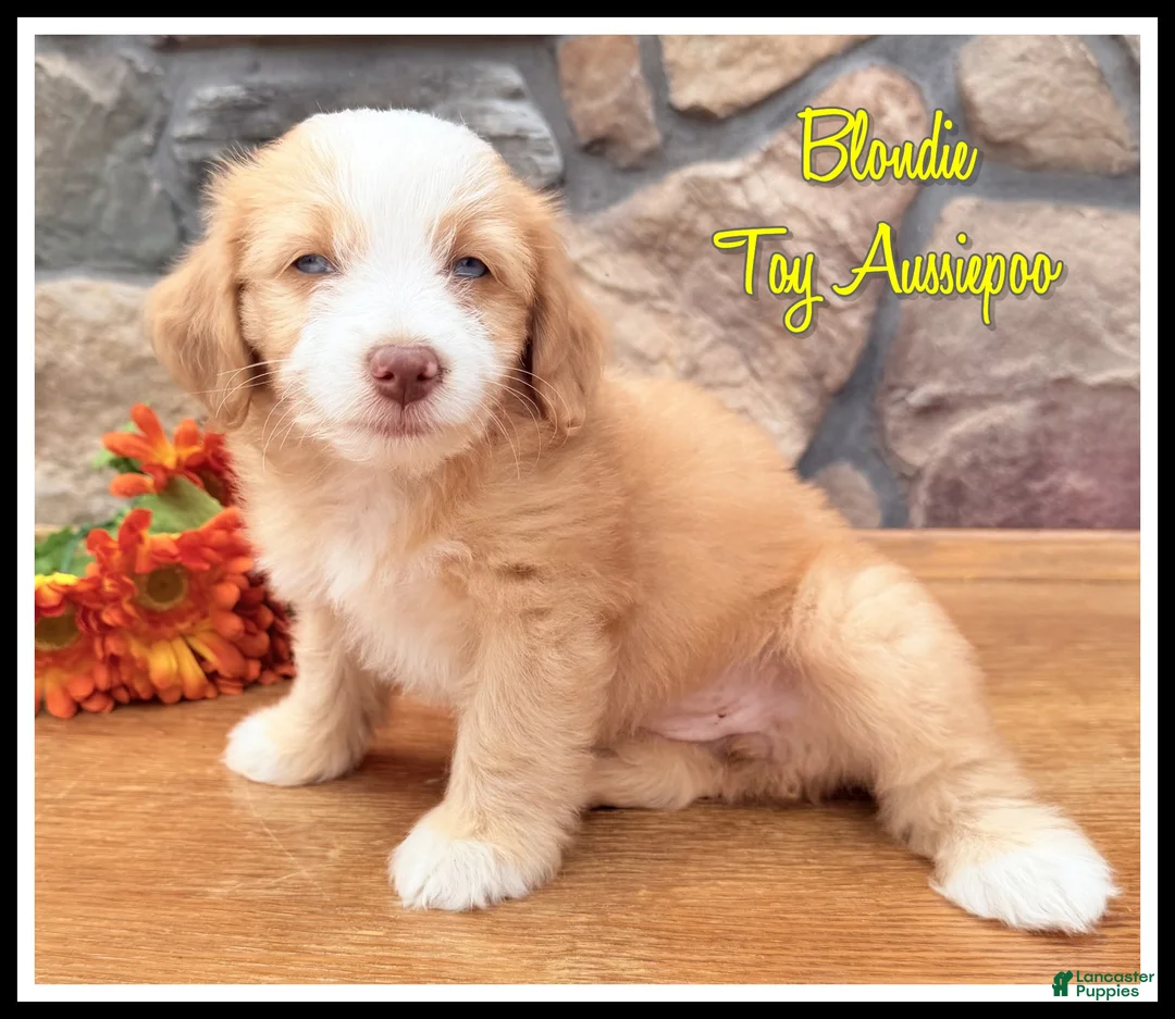 Mixed Breed dogs for sale: Blondie - Ad 1