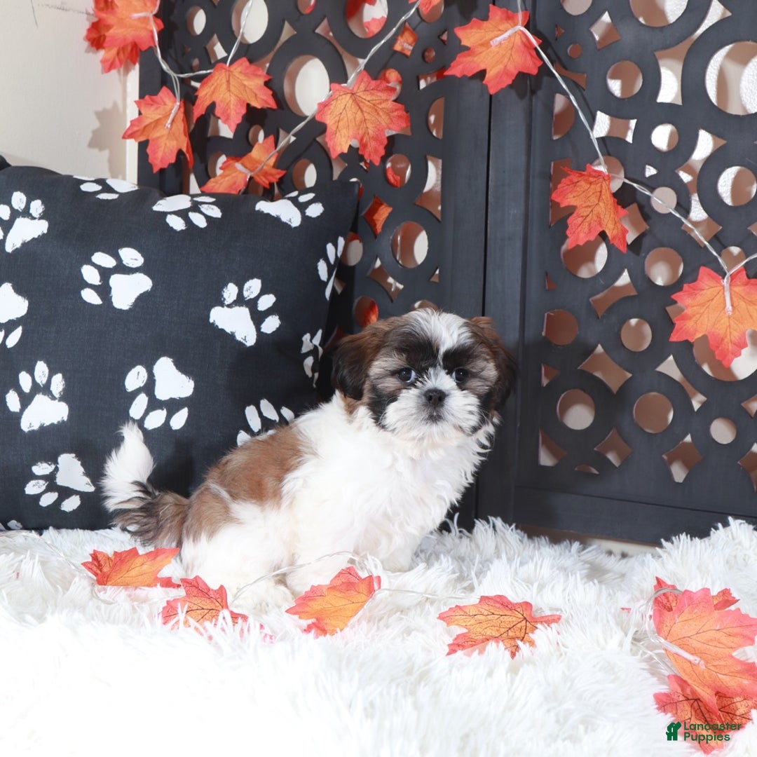 Shih Tzu dogs for sale: Zoro - Ad 2