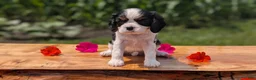 Cavalier King Charles Spaniel dogs for sale: Iris - Ad 7