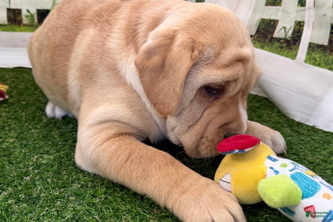 Mixed Breed dogs for sale: Mixed Breed Puppy 2 - Ad 4