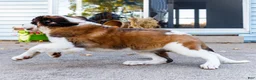 Saint Bernard dogs for sale: Smarty - Ad 4