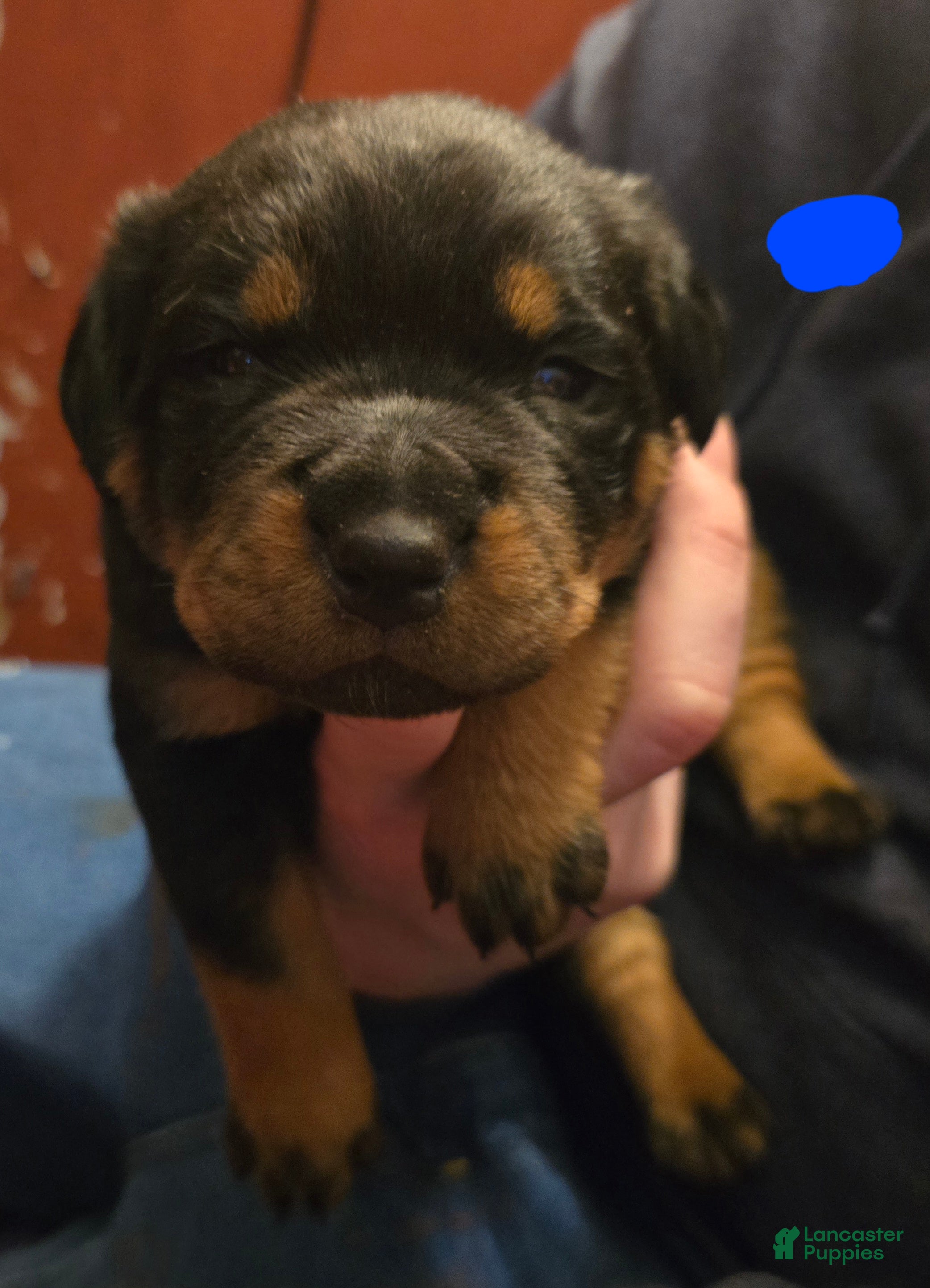 Rottweiler dogs Rottweiler blue collar Puppy  - Ad 25