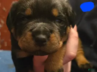 Rottweiler dogs Rottweiler blue collar Puppy - Ad 25