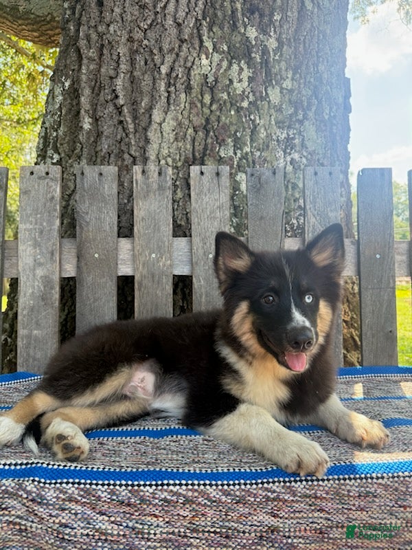 Pomsky dogs Max - Ad 1