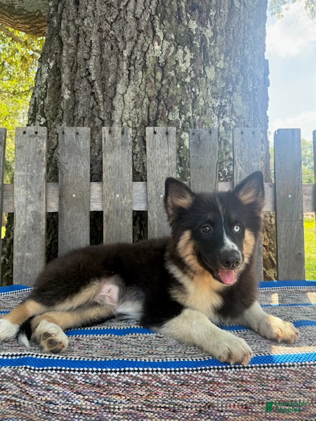Pomsky dogs for sale: Max - Ad 1