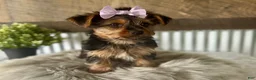 Yorkshire Terrier dogs for sale: Gabby - Ad 3