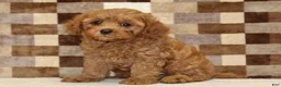 Cavapoo dogs for sale: Donny - Ad 4