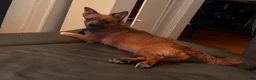 Mixed Breed dogs for sale: Stella - Ad 7